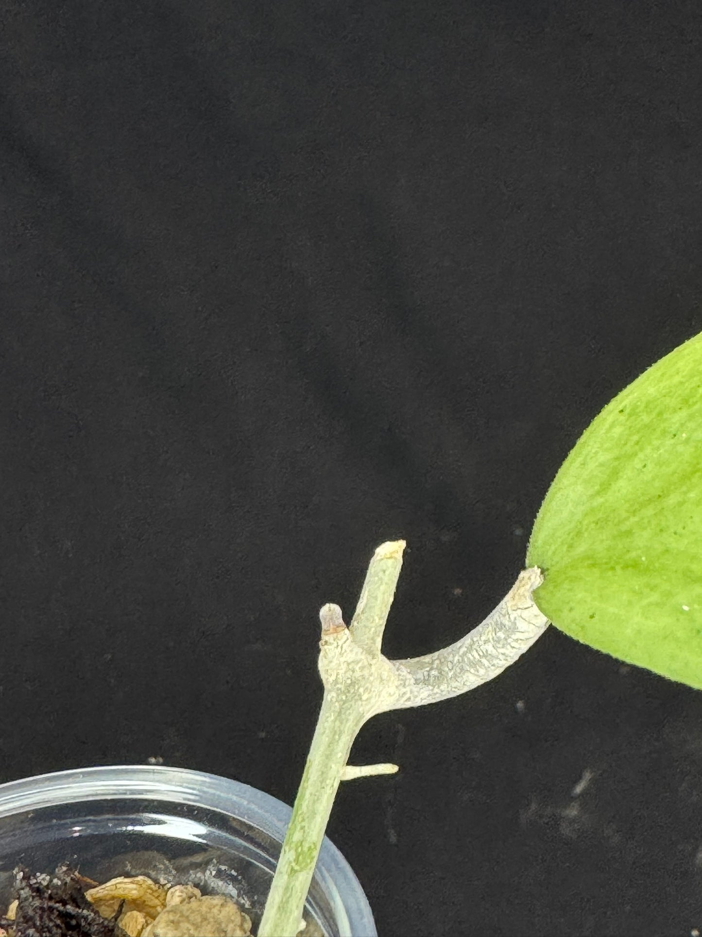 UNICORN🦄! Hoya menak sopal silver (#1), rare