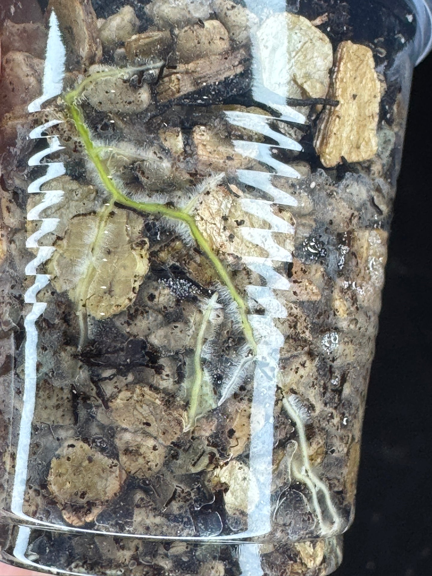 UNICORN🦄! Hoya menak sopal silver (#1), rare