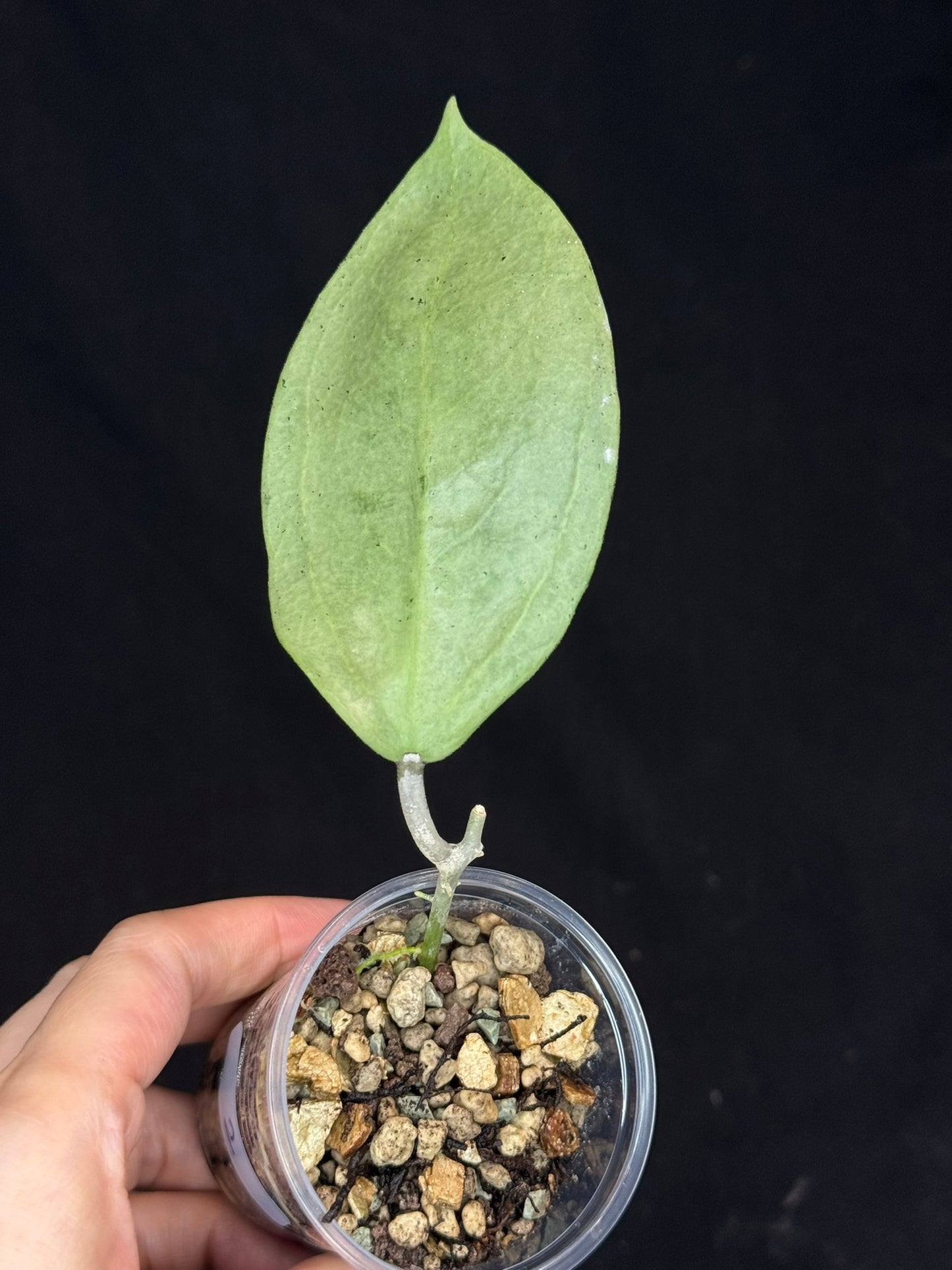 UNICORN🦄! Hoya menak sopal silver (#2), rare