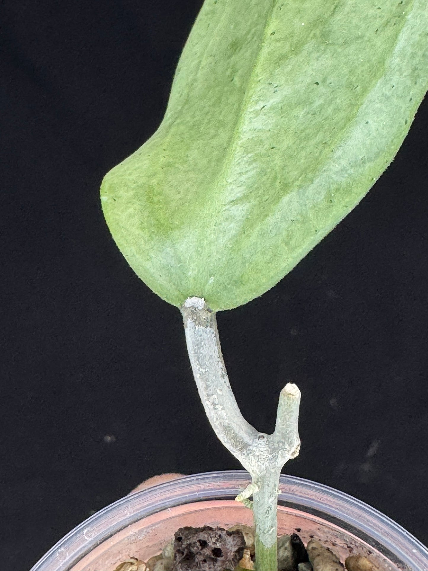 UNICORN🦄! Hoya menak sopal silver (#2), rare