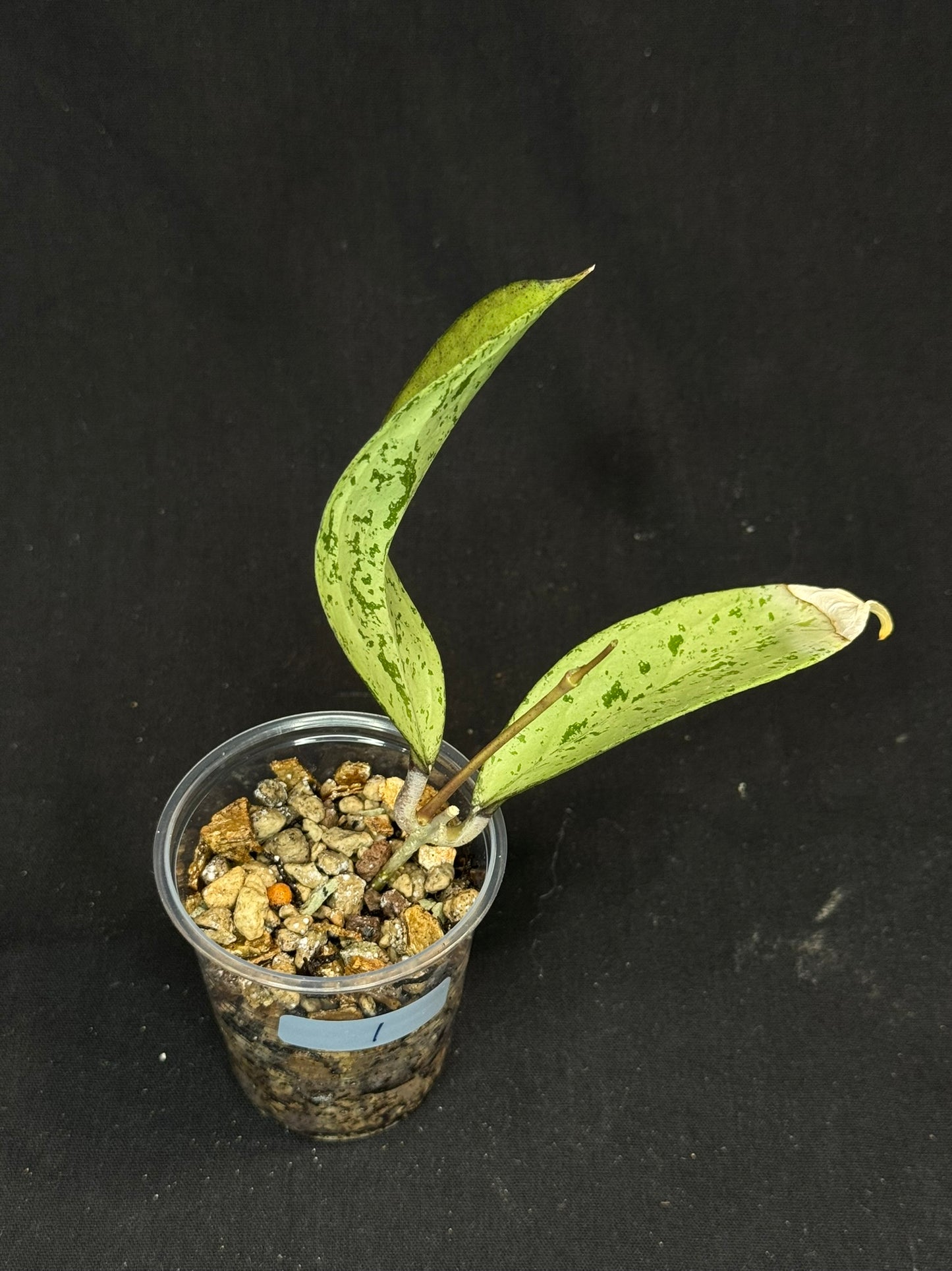 UNICORN🦄! Hoya snowman (#1), rare