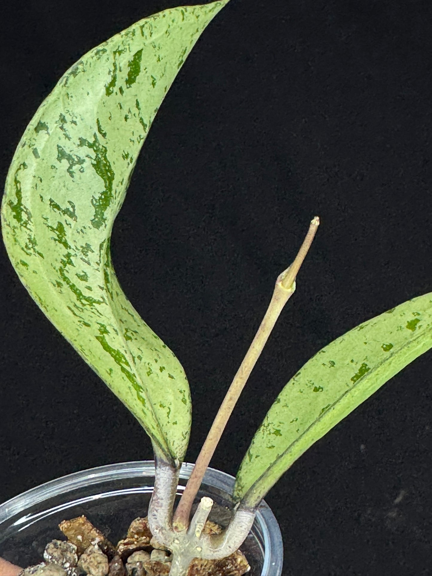 UNICORN🦄! Hoya snowman (#1), rare