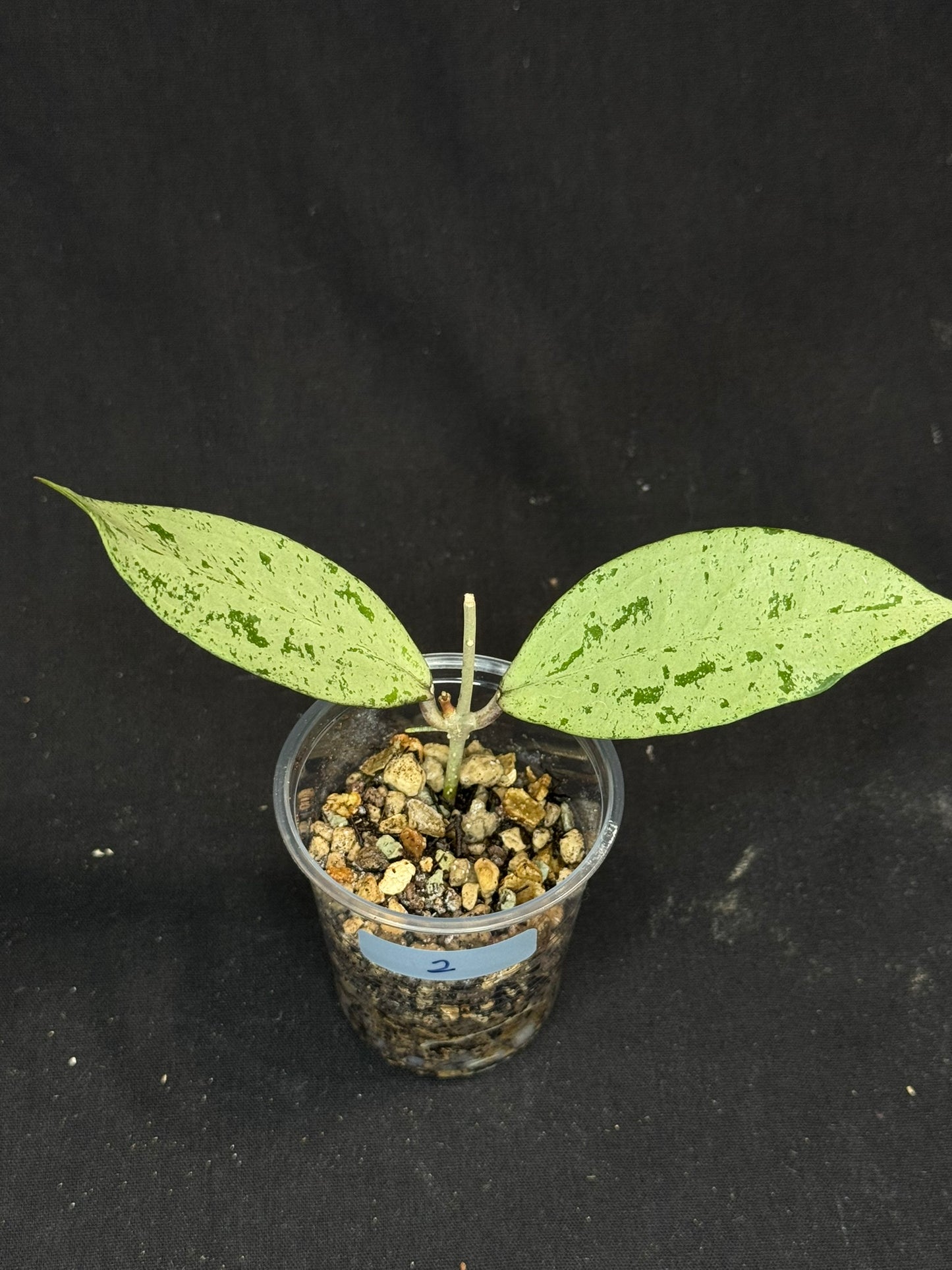 UNICORN🦄! Hoya snowman (#2), rare