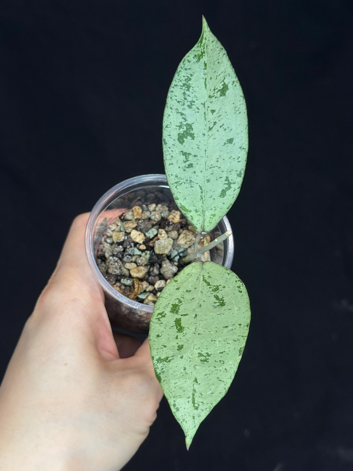 UNICORN🦄! Hoya snowman (#2), rare