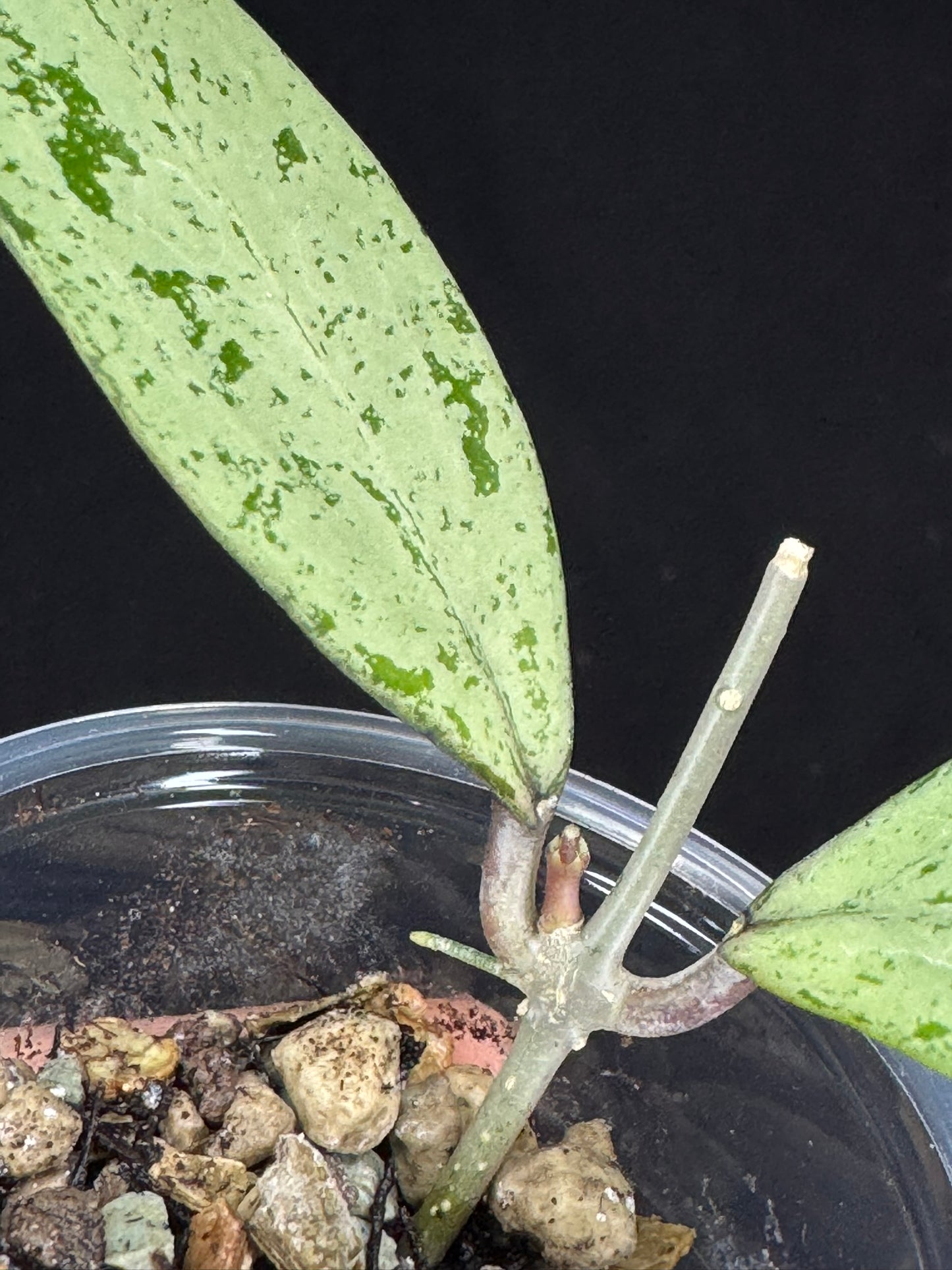 UNICORN🦄! Hoya snowman (#2), rare