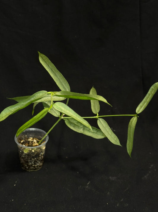 Hoya pandurata silver Vietnam clone, well-rooted