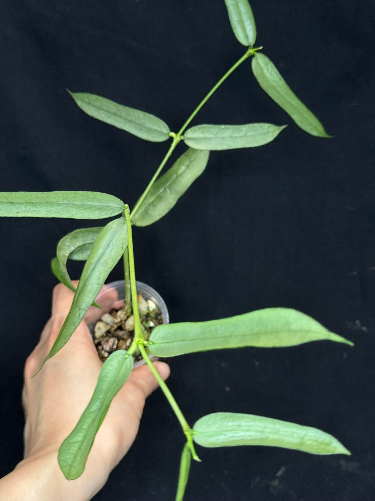 Hoya pandurata silver Vietnam clone, well-rooted