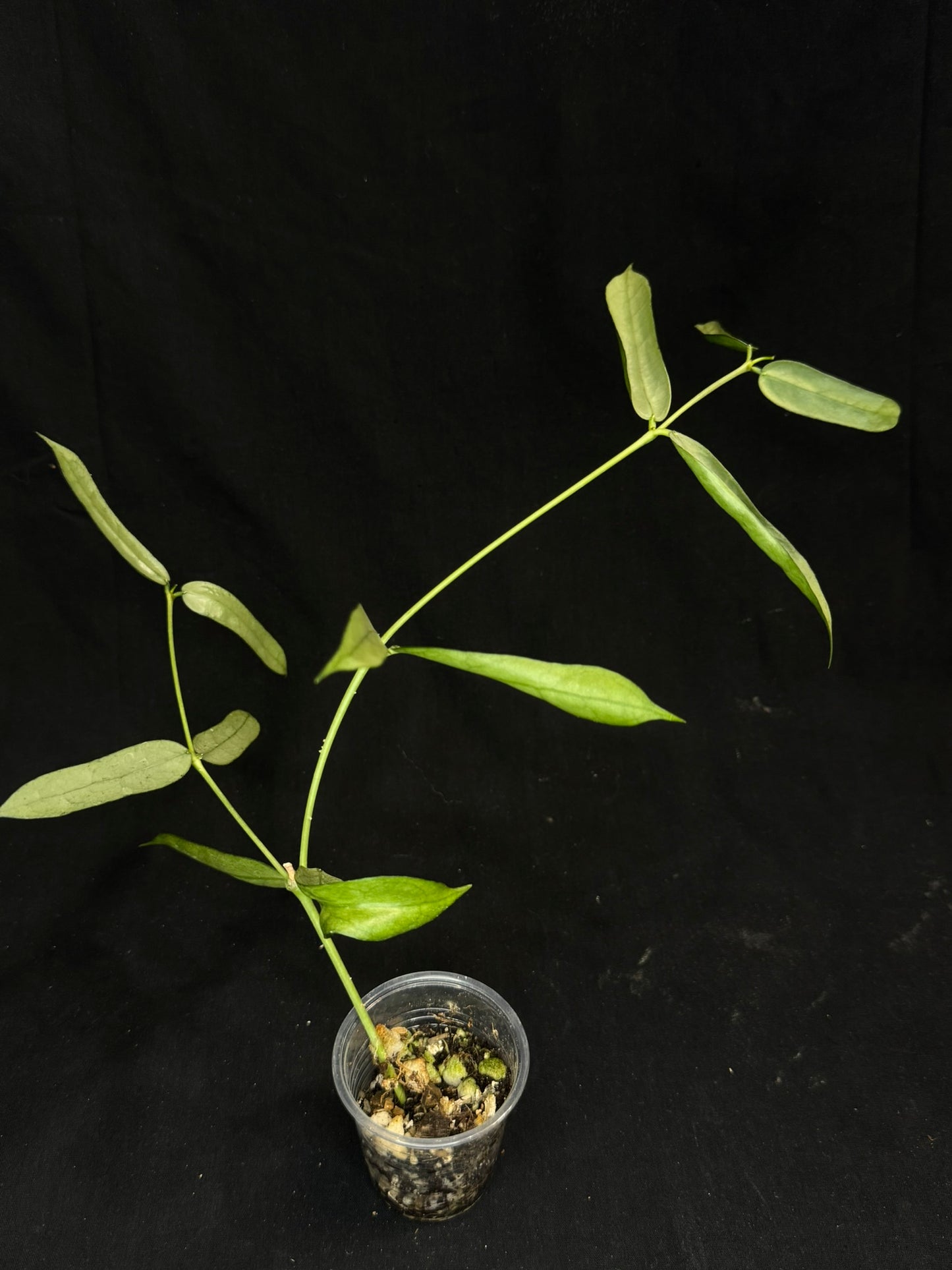 Hoya pandurata silver Vietnam clone, well-rooted