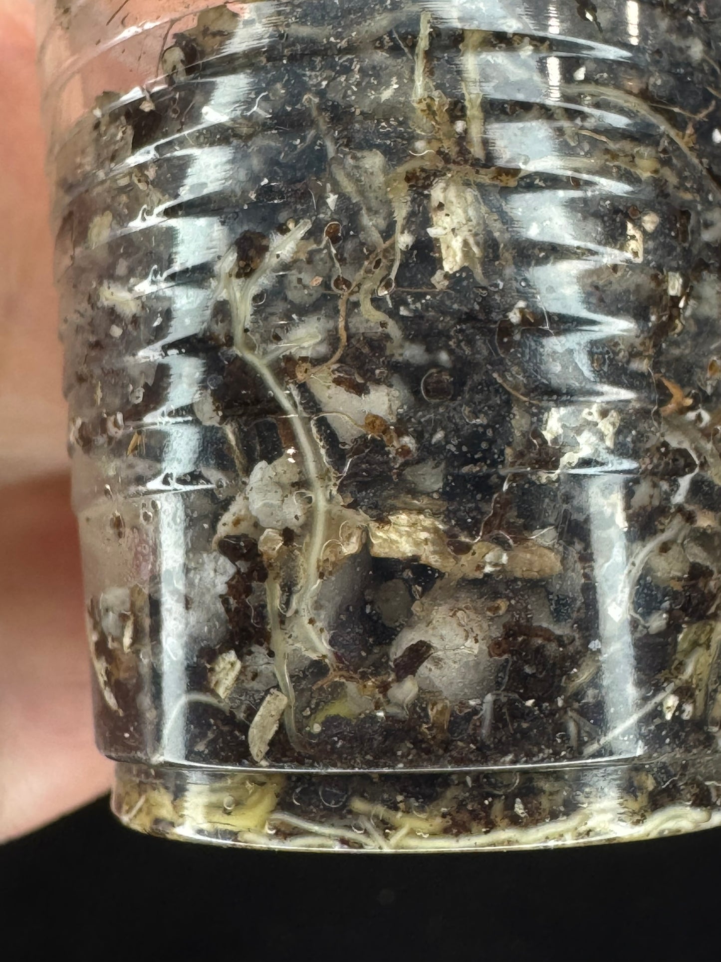 Hoya pandurata silver Vietnam clone, well-rooted