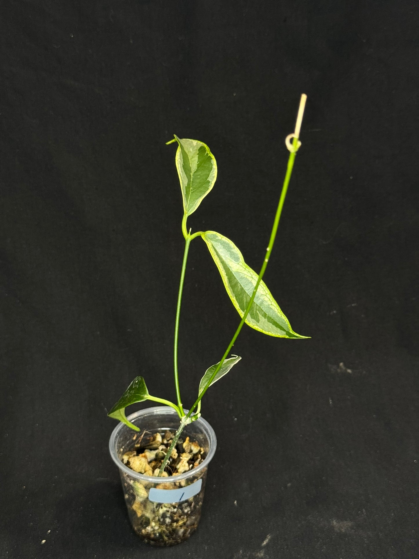 Hoya Buotti Albomarginata, nice water-color variegation (#1)