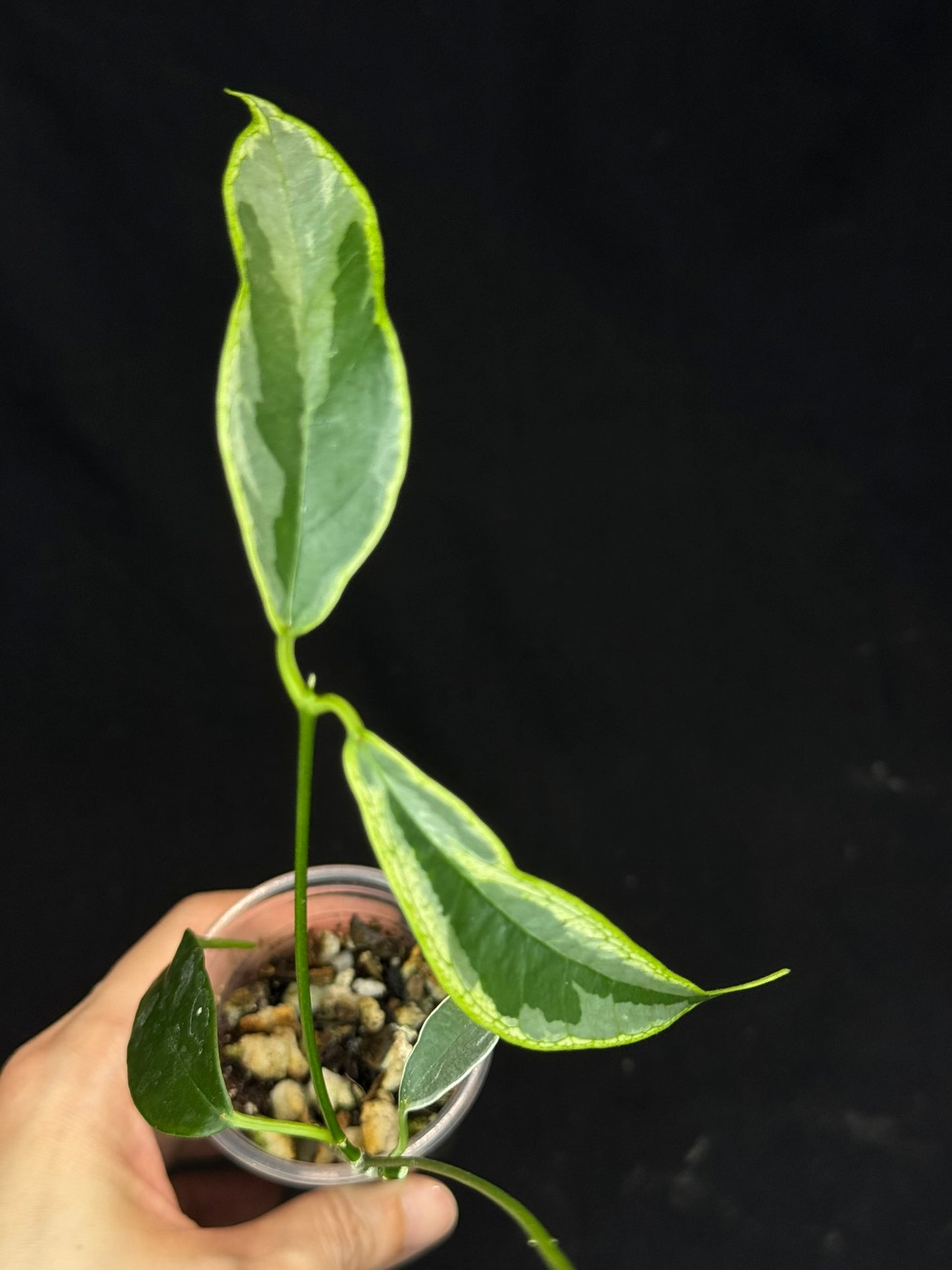 Hoya Buotti Albomarginata, nice water-color variegation (#1)