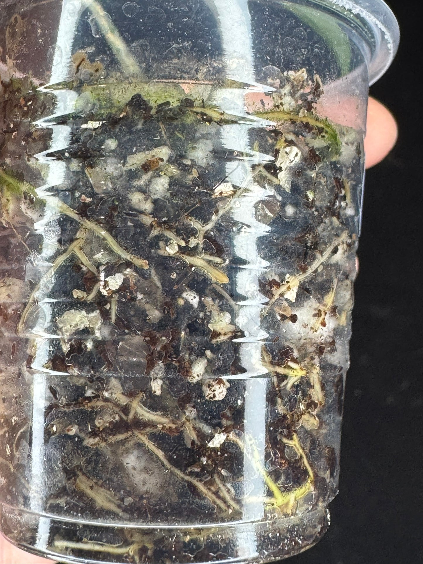 Hoya Buotti Albomarginata, nice water-color variegation (#2)