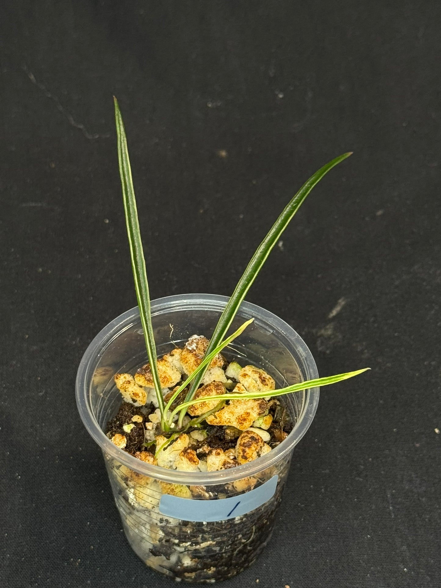 Hoya acicularis albomarginata, special leaves (#1)