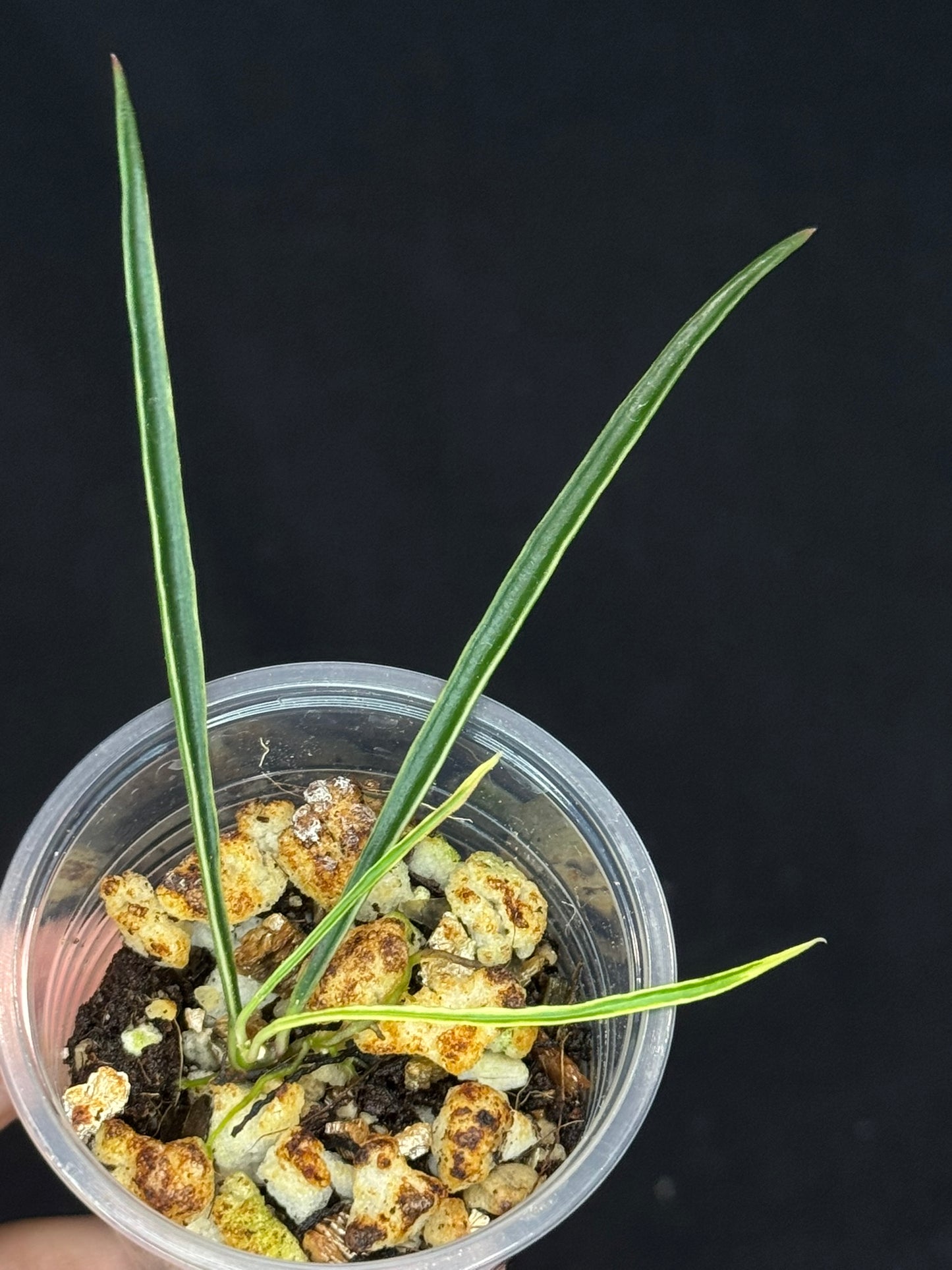 Hoya acicularis albomarginata, special leaves (#1)