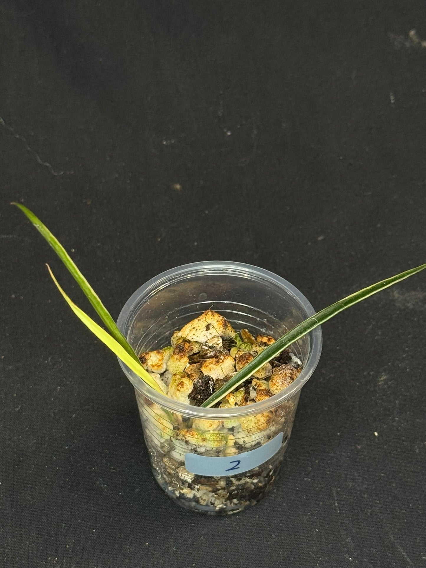 Hoya acicularis albomarginata, special leaves (#2)