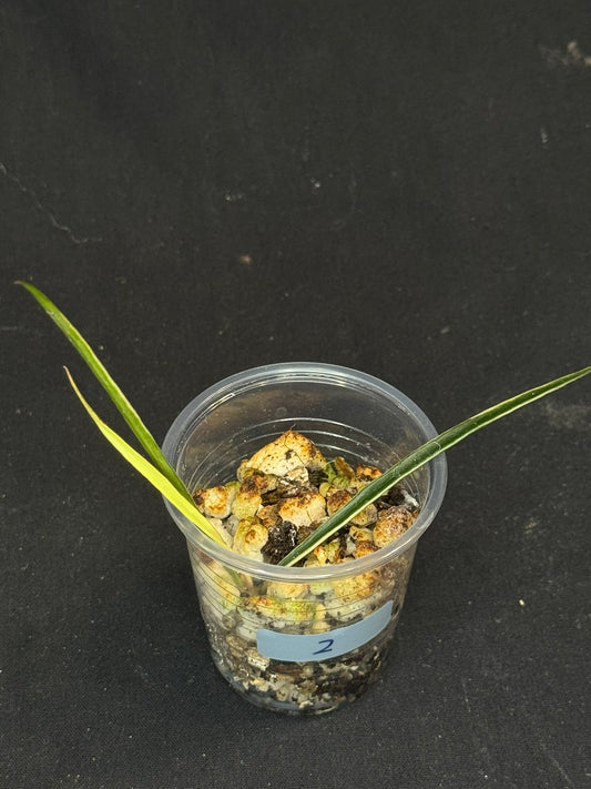 Hoya acicularis albomarginata, special leaves (#2)