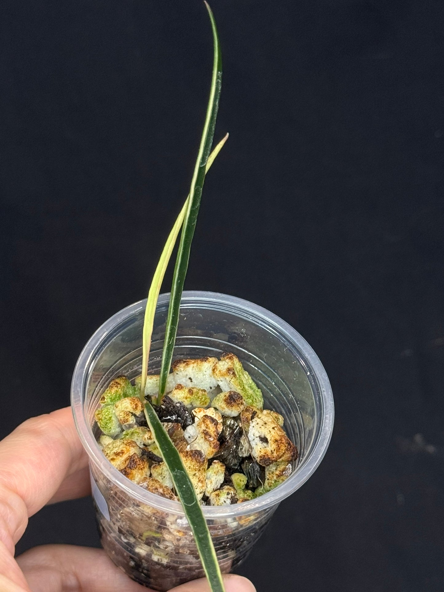 Hoya acicularis albomarginata, special leaves (#2)