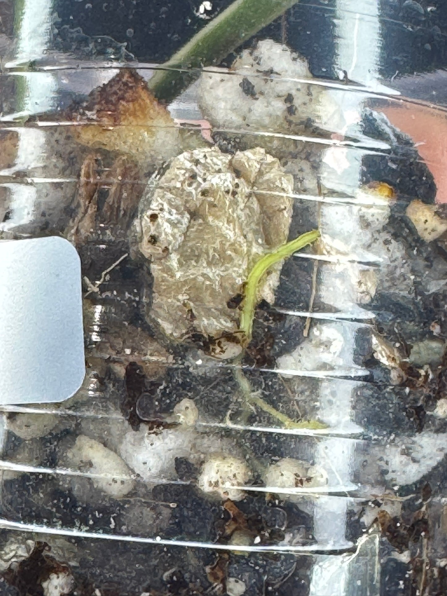 Hoya acicularis albomarginata, special leaves (#2)