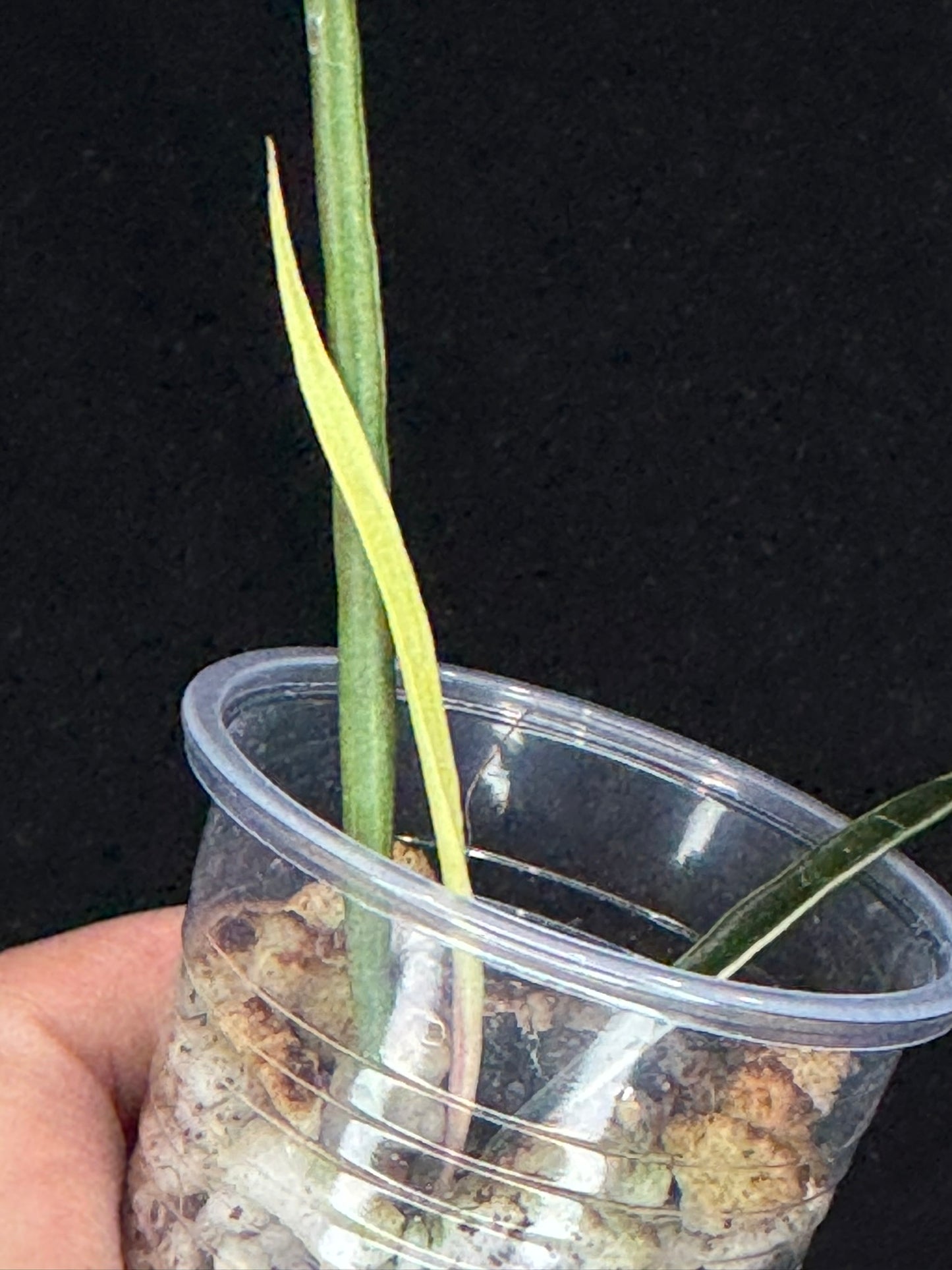 Hoya acicularis albomarginata, special leaves (#2)