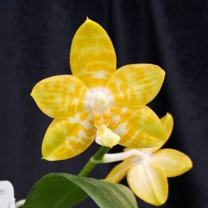 Phal Yaphon Yellow Bomb, Mericlone, Fragrant (415)