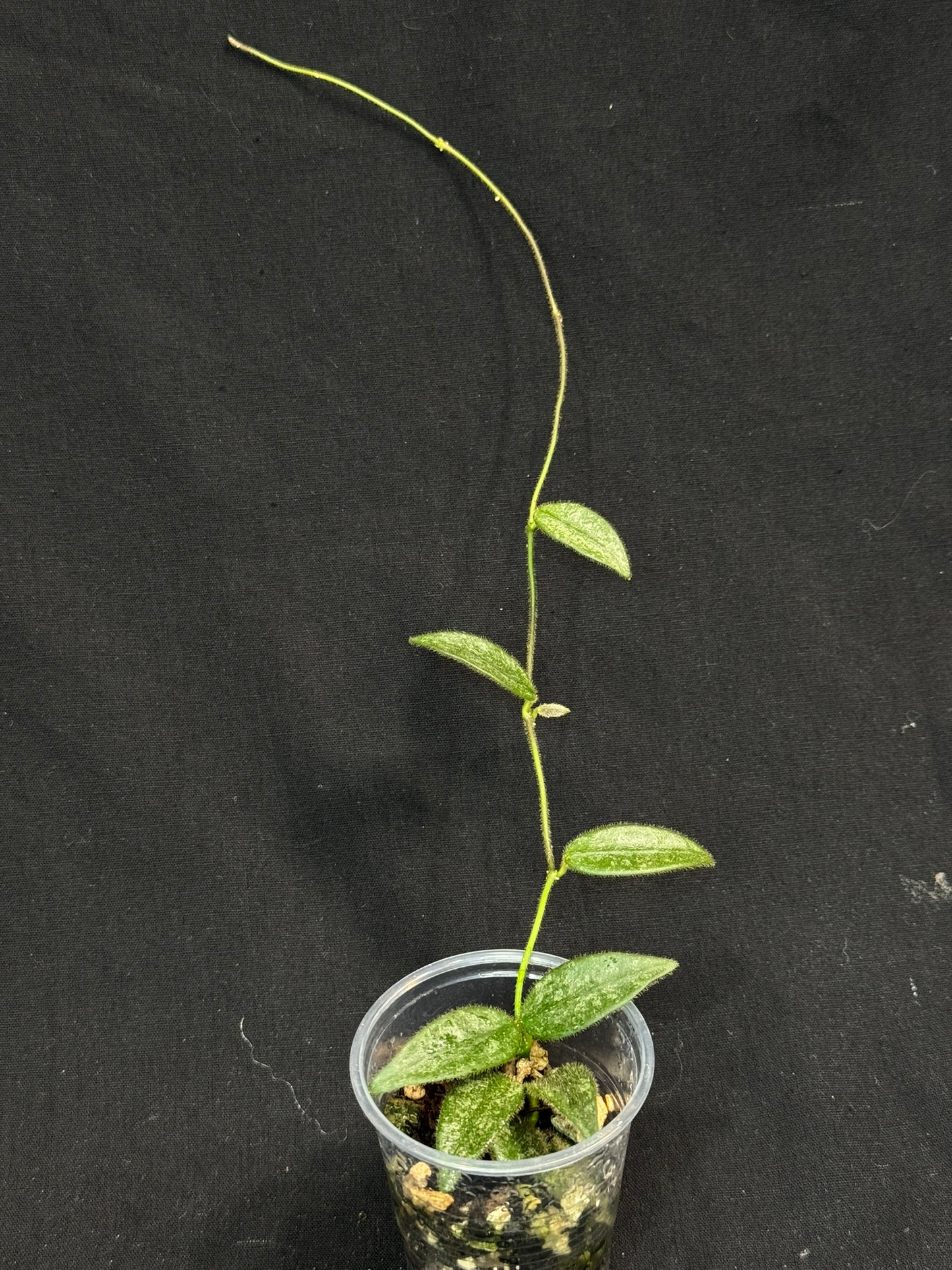 Hoya Lyi Splash, attracting splashy furry leaves, rare hoya