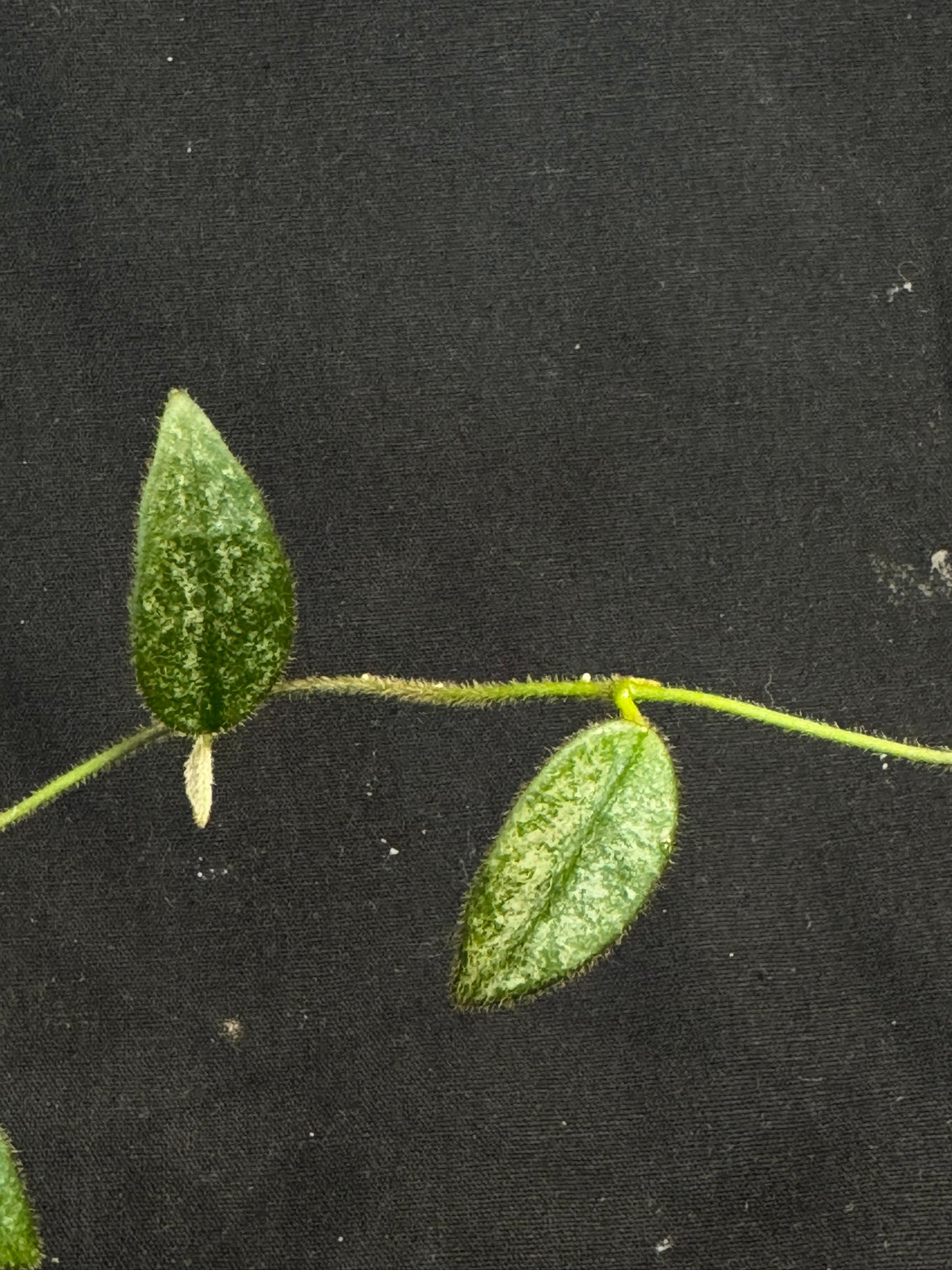 Hoya Lyi Splash, attracting splashy furry leaves, rare hoya