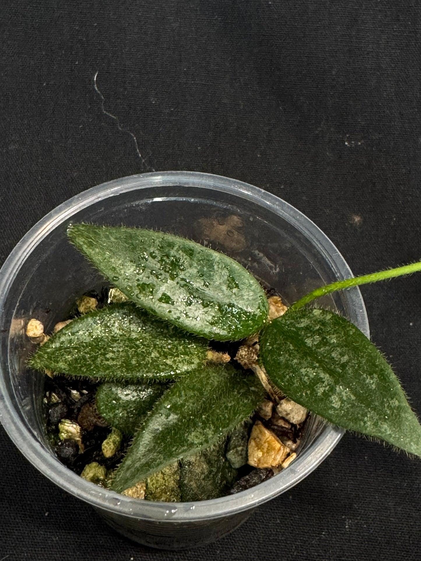 Hoya Lyi Splash, attracting splashy furry leaves, rare hoya