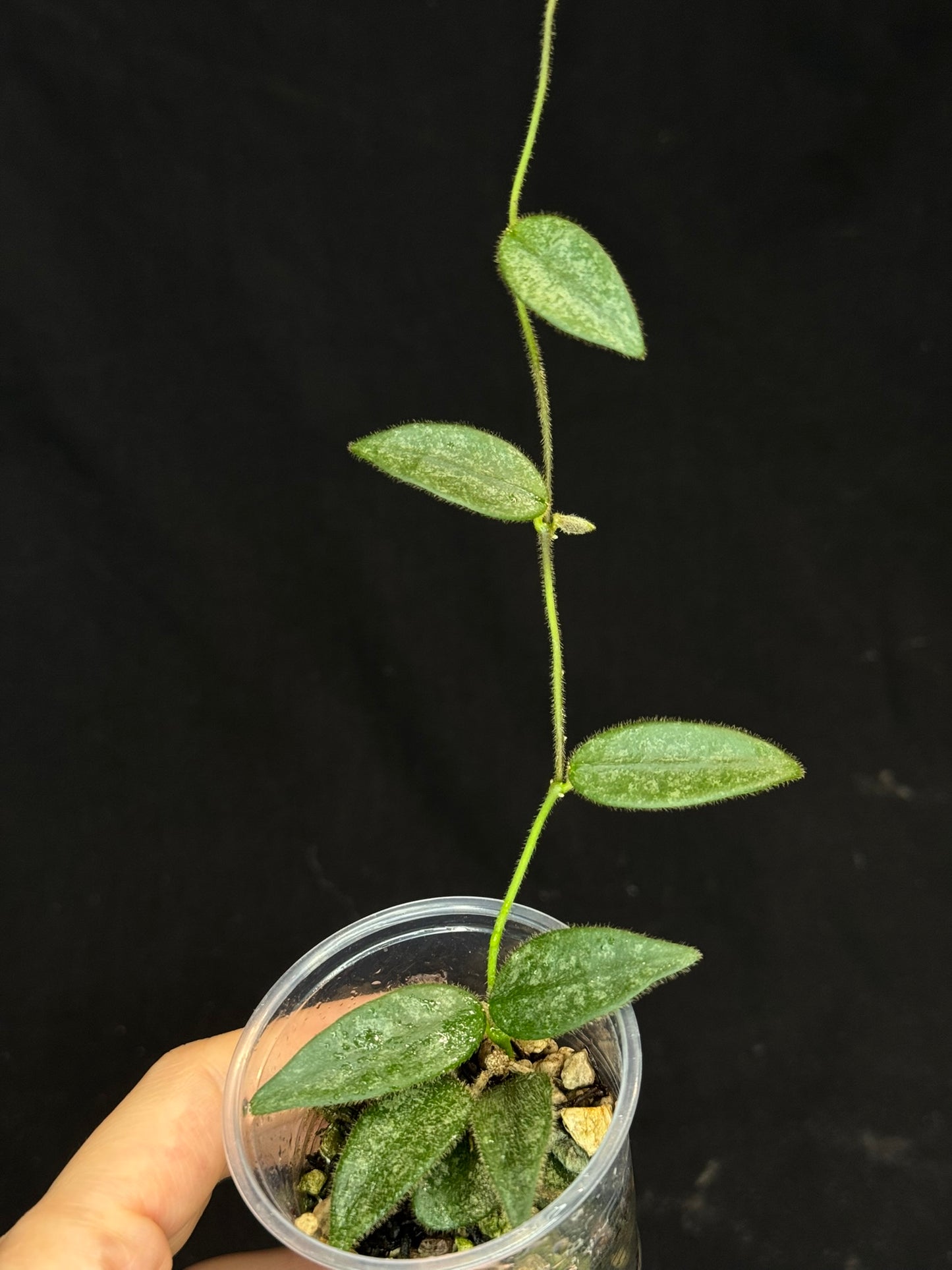 Hoya Lyi Splash, attracting splashy furry leaves, rare hoya