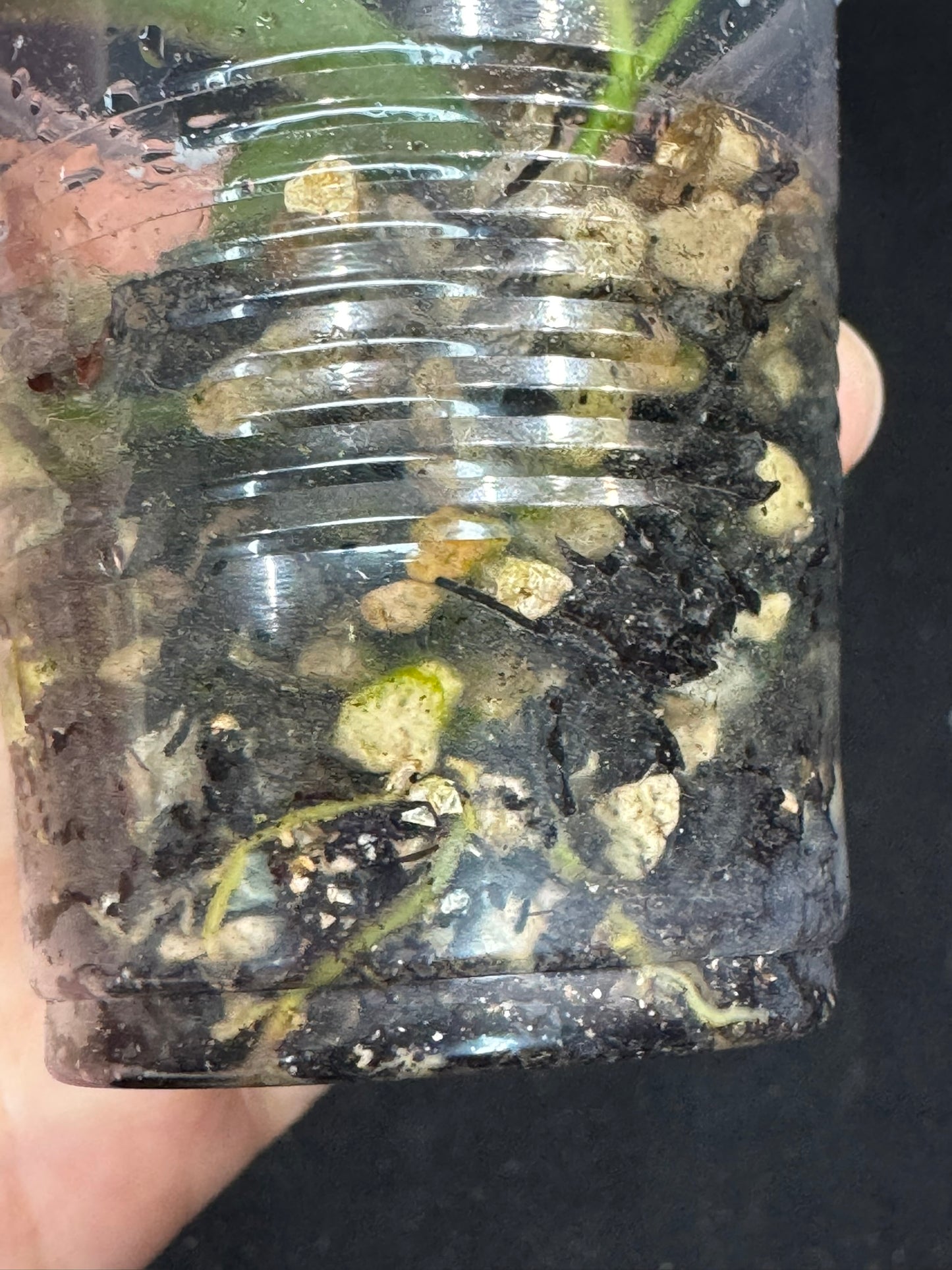 Hoya Lyi Splash, attracting splashy furry leaves, rare hoya