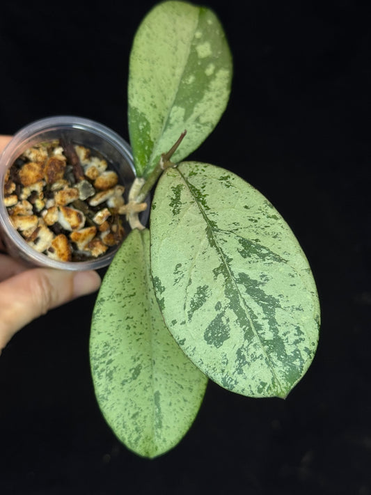 Hoya cv Meena (silver), nice silver leaves, rare