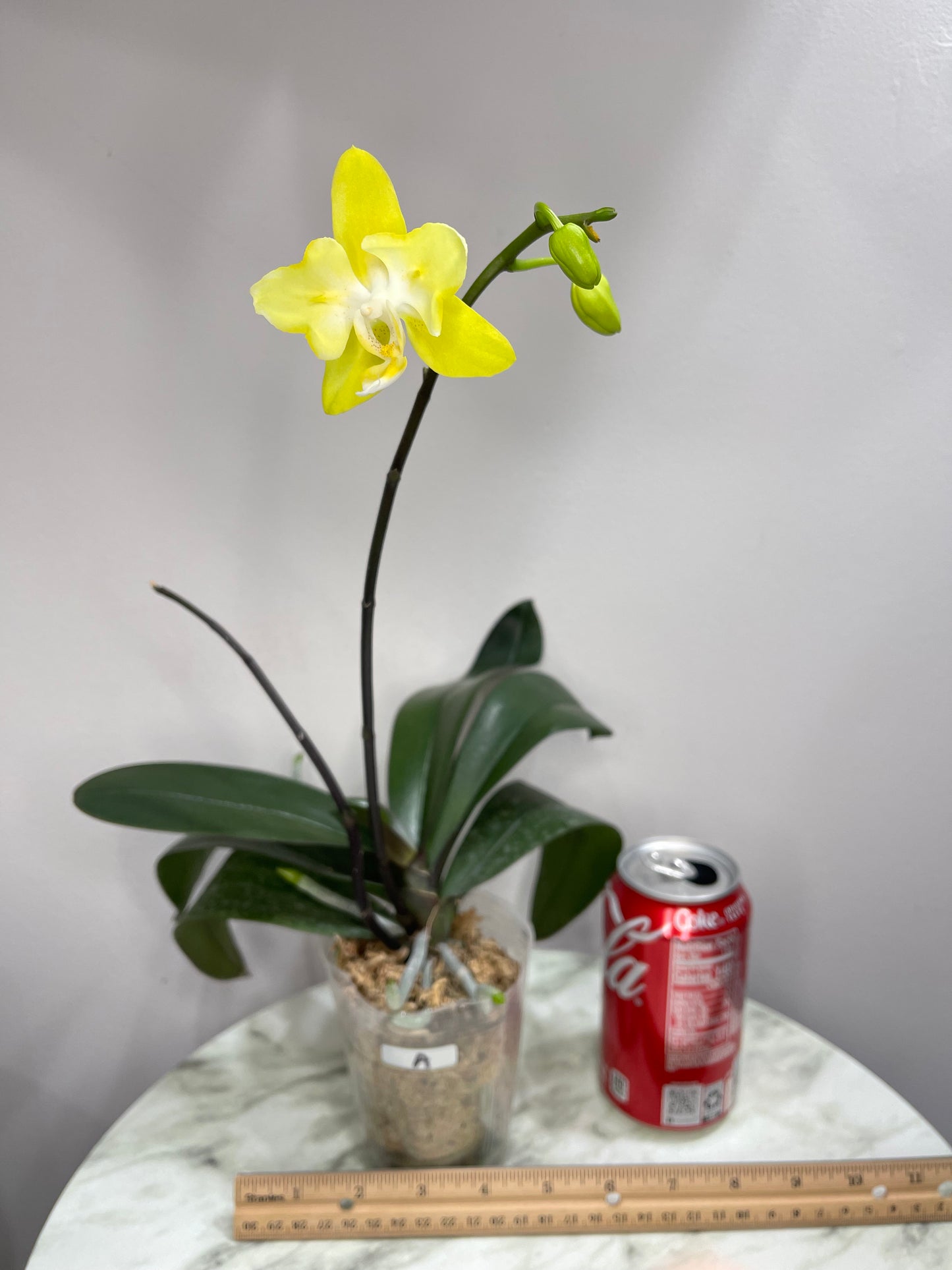 Exact Plant A: In-spike! Phal I-Hsin Beaming Sun (peloric- 2 eyes) 光耀(两眼), 3-inch pot