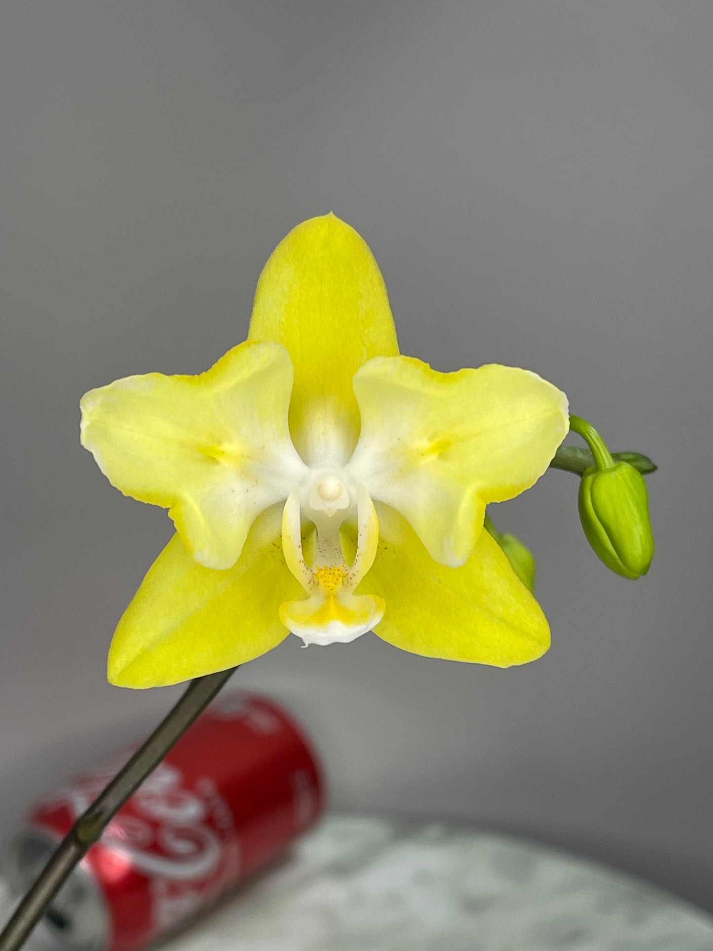 Exact Plant A: In-spike! Phal I-Hsin Beaming Sun (peloric- 2 eyes) 光耀(两眼), 3-inch pot