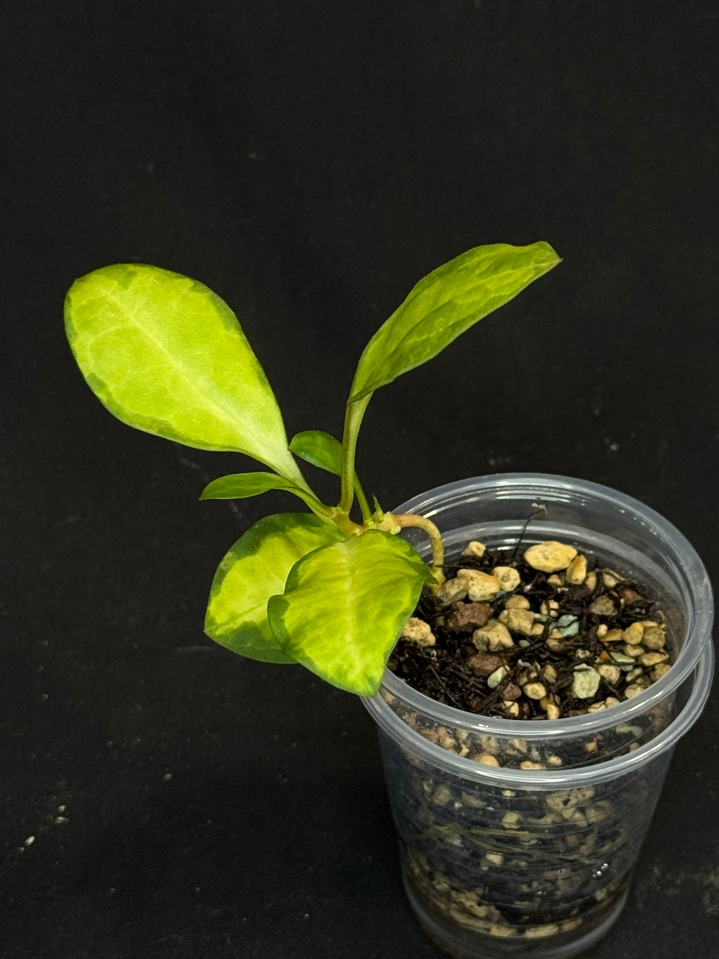 UNICORN🦄! Hoya elliptica variegated (#1), attracting variegation, super rare (Upgrade Shipping is required)
