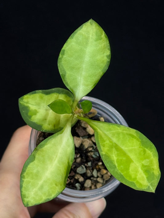 UNICORN🦄! Hoya elliptica variegated (#1), attracting variegation, super rare (Upgrade Shipping is required)