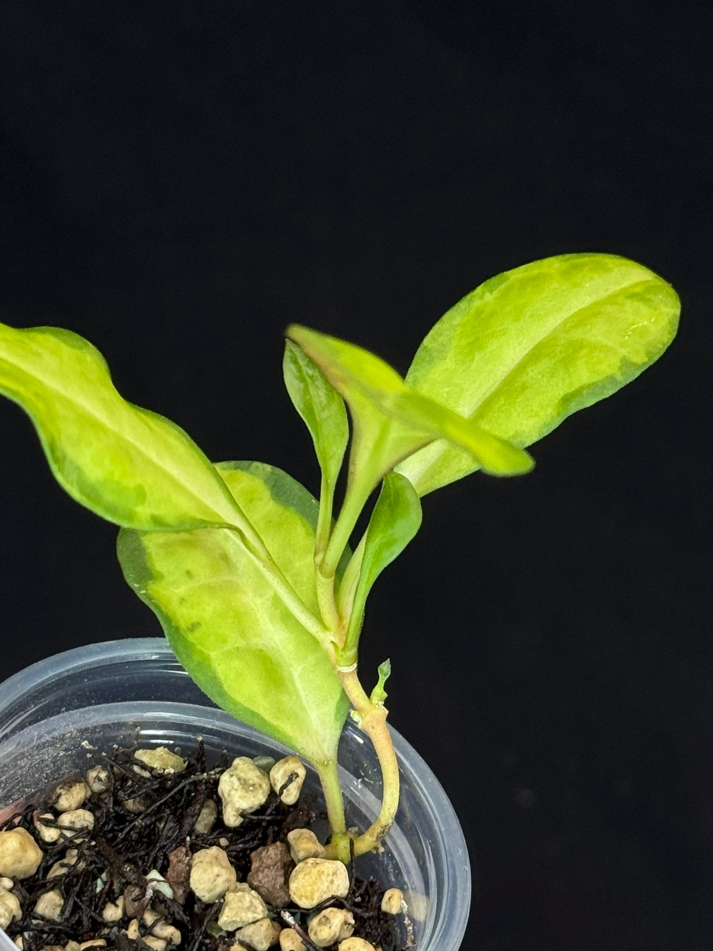 UNICORN🦄! Hoya elliptica variegated (#1), attracting variegation, super rare (Upgrade Shipping is required)