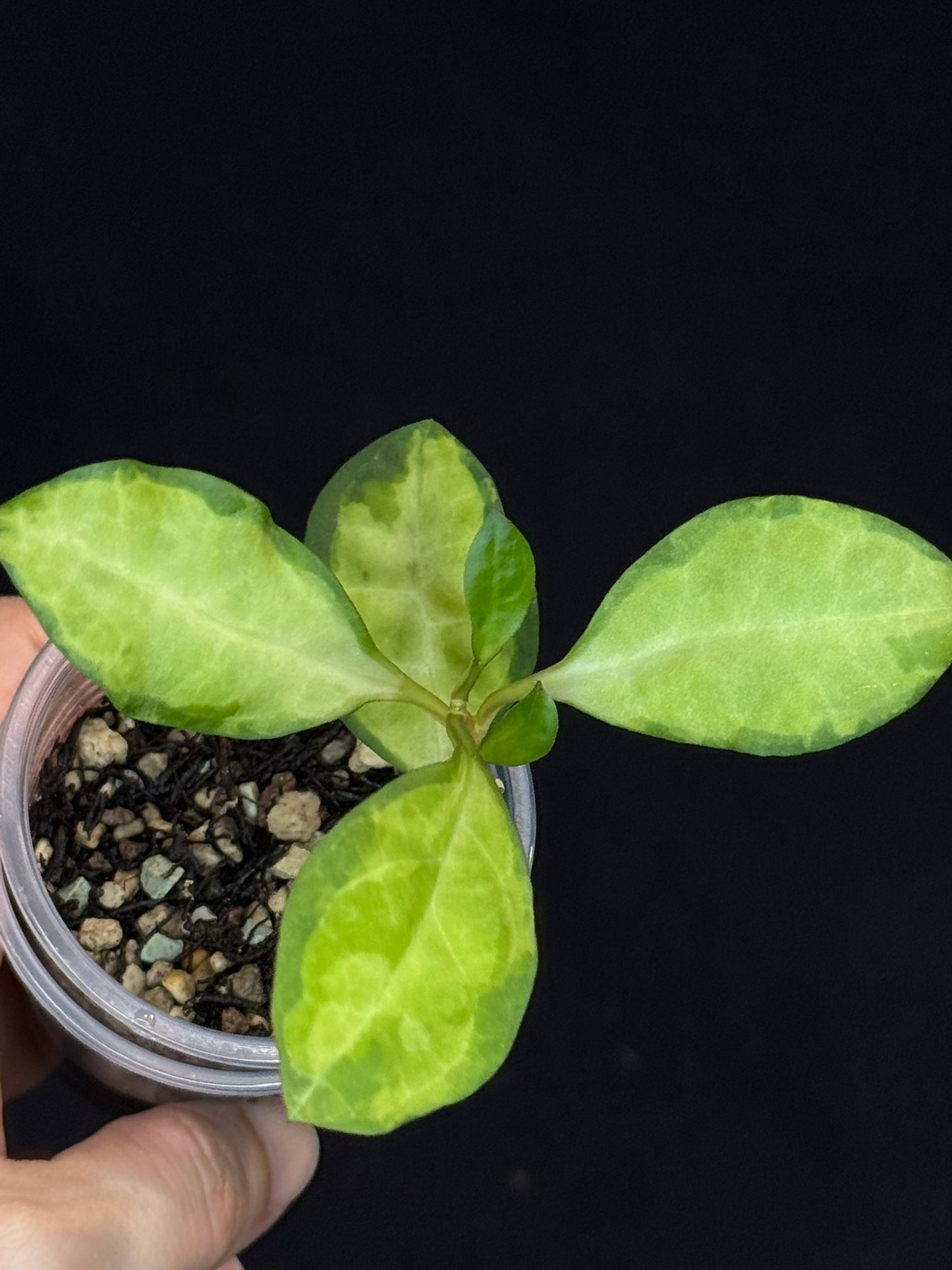 UNICORN🦄! Hoya elliptica variegated (#1), attracting variegation, super rare (Upgrade Shipping is required)