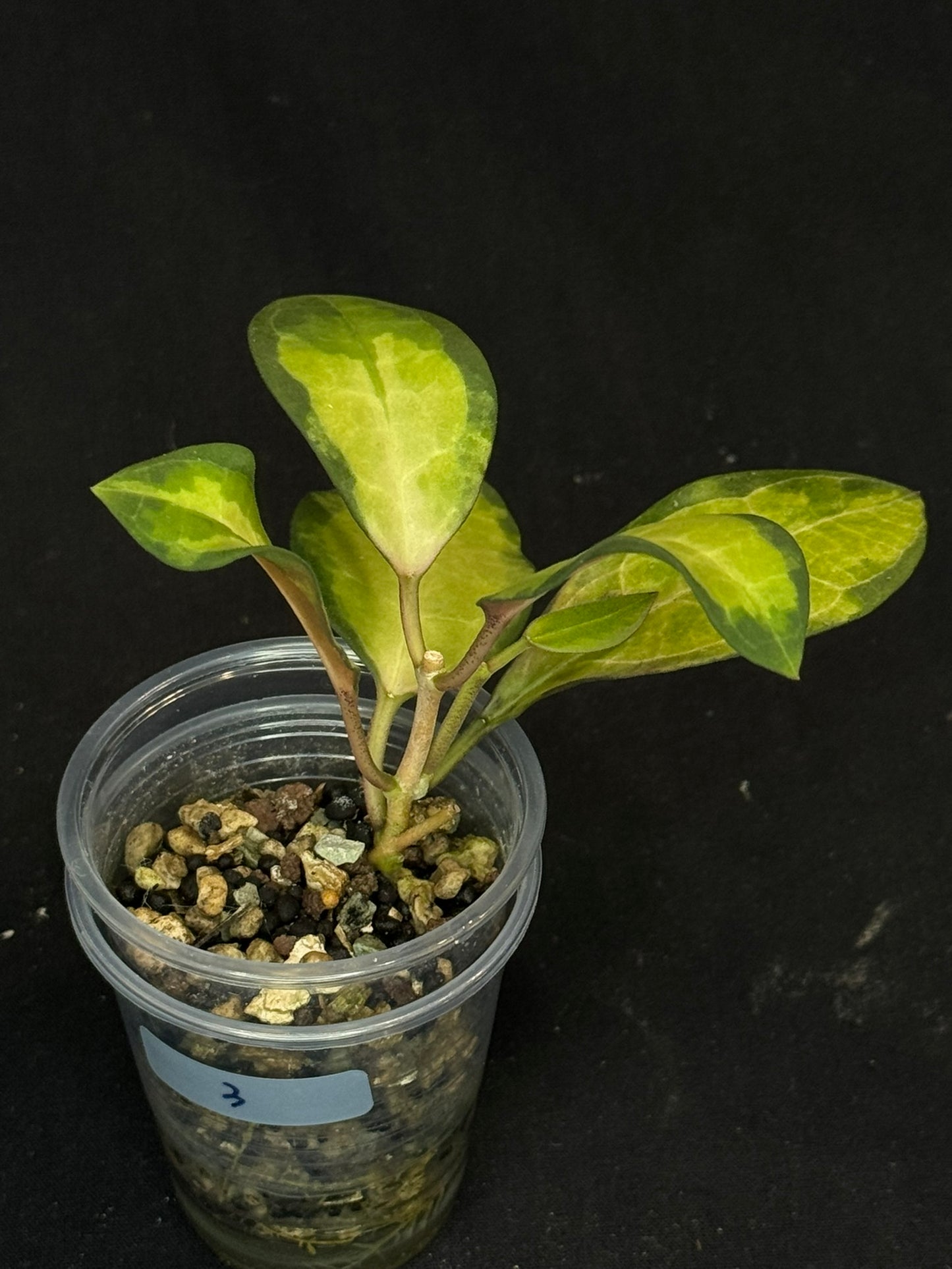 UNICORN🦄! Hoya elliptica variegated (#3), attracting variegation, super rare (Upgrade Shipping is required)
