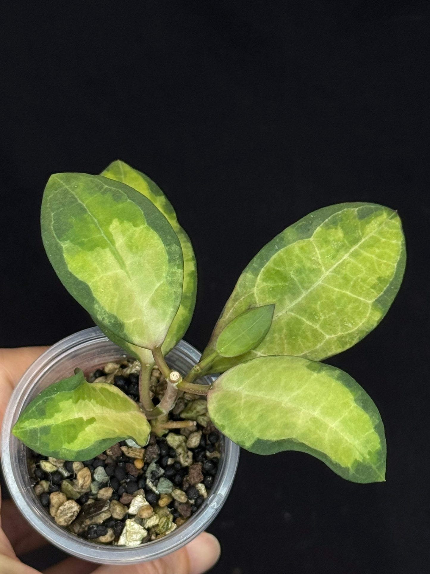 UNICORN🦄! Hoya elliptica variegated (#3), attracting variegation, super rare (Upgrade Shipping is required)