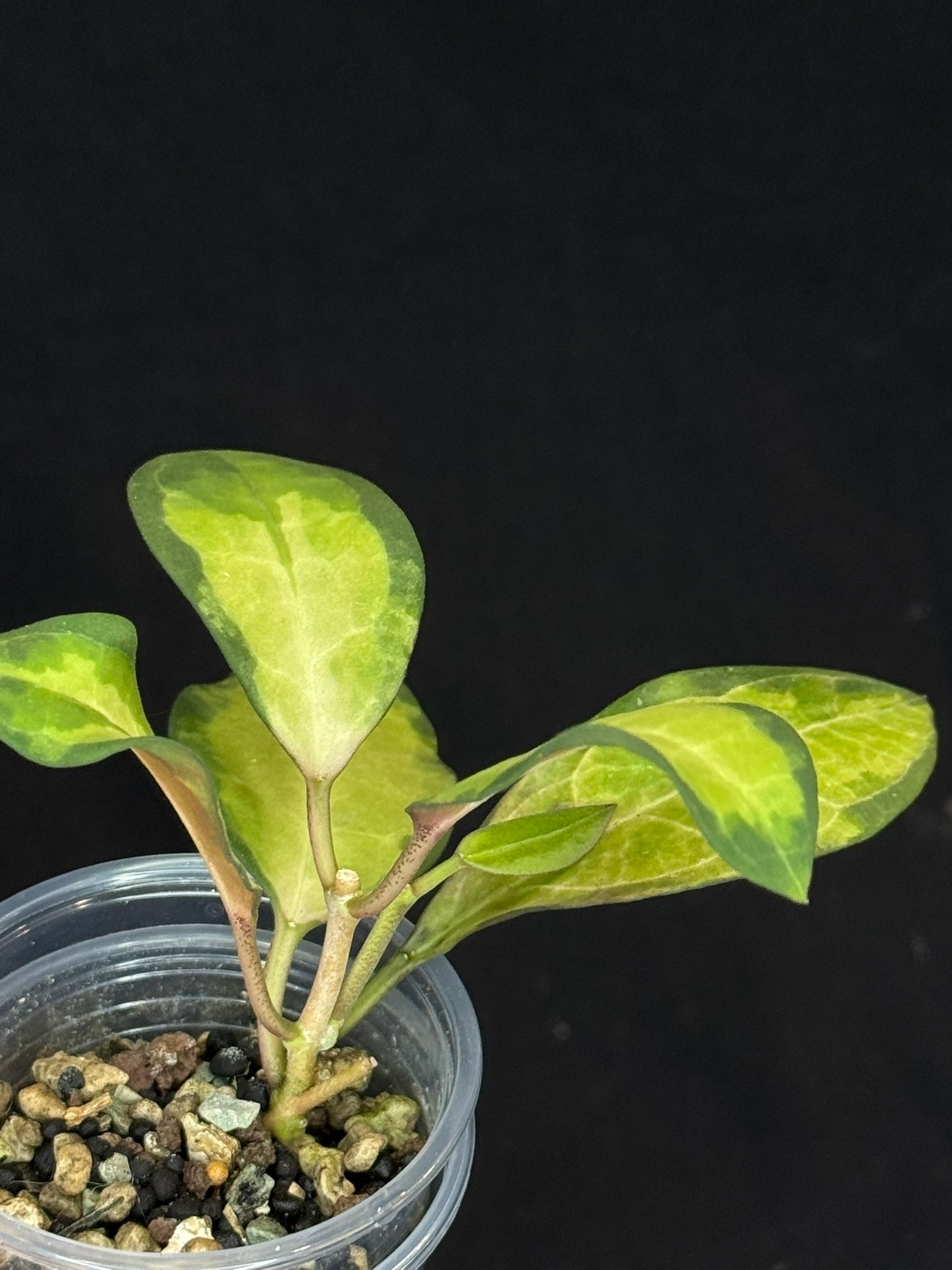 UNICORN🦄! Hoya elliptica variegated (#3), attracting variegation, super rare (Upgrade Shipping is required)