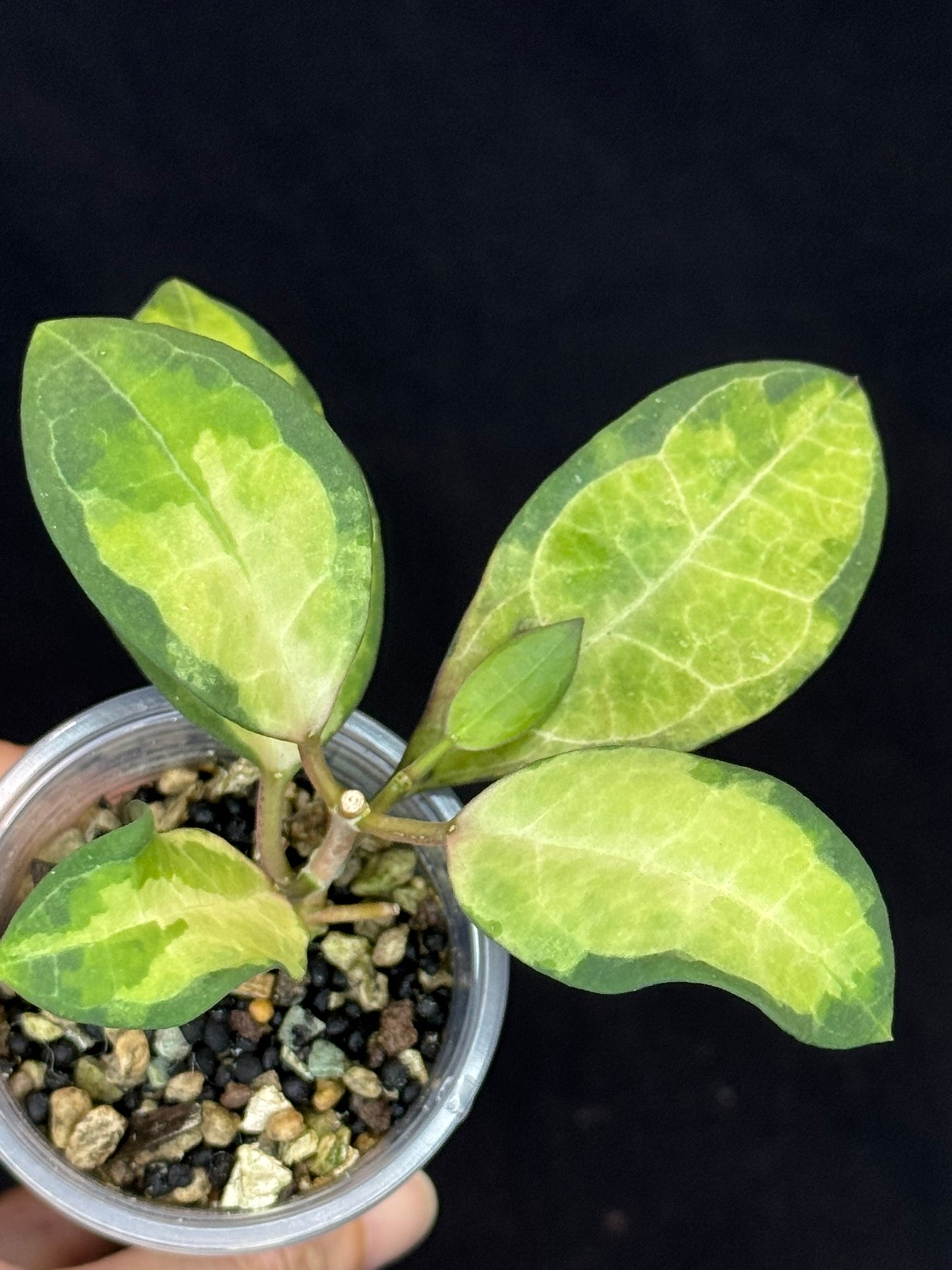 UNICORN🦄! Hoya elliptica variegated (#3), attracting variegation, super rare (Upgrade Shipping is required)