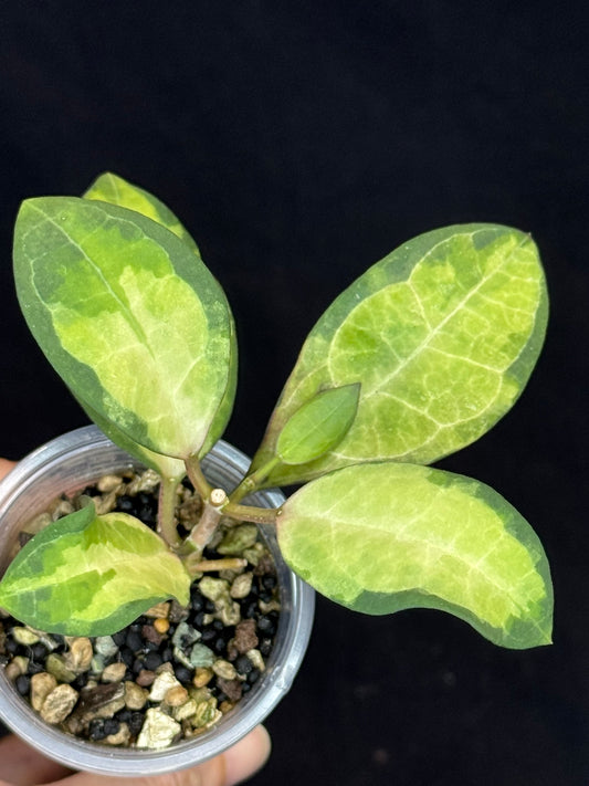 UNICORN🦄! Hoya elliptica variegated (#3), attracting variegation, super rare (Upgrade Shipping is required)