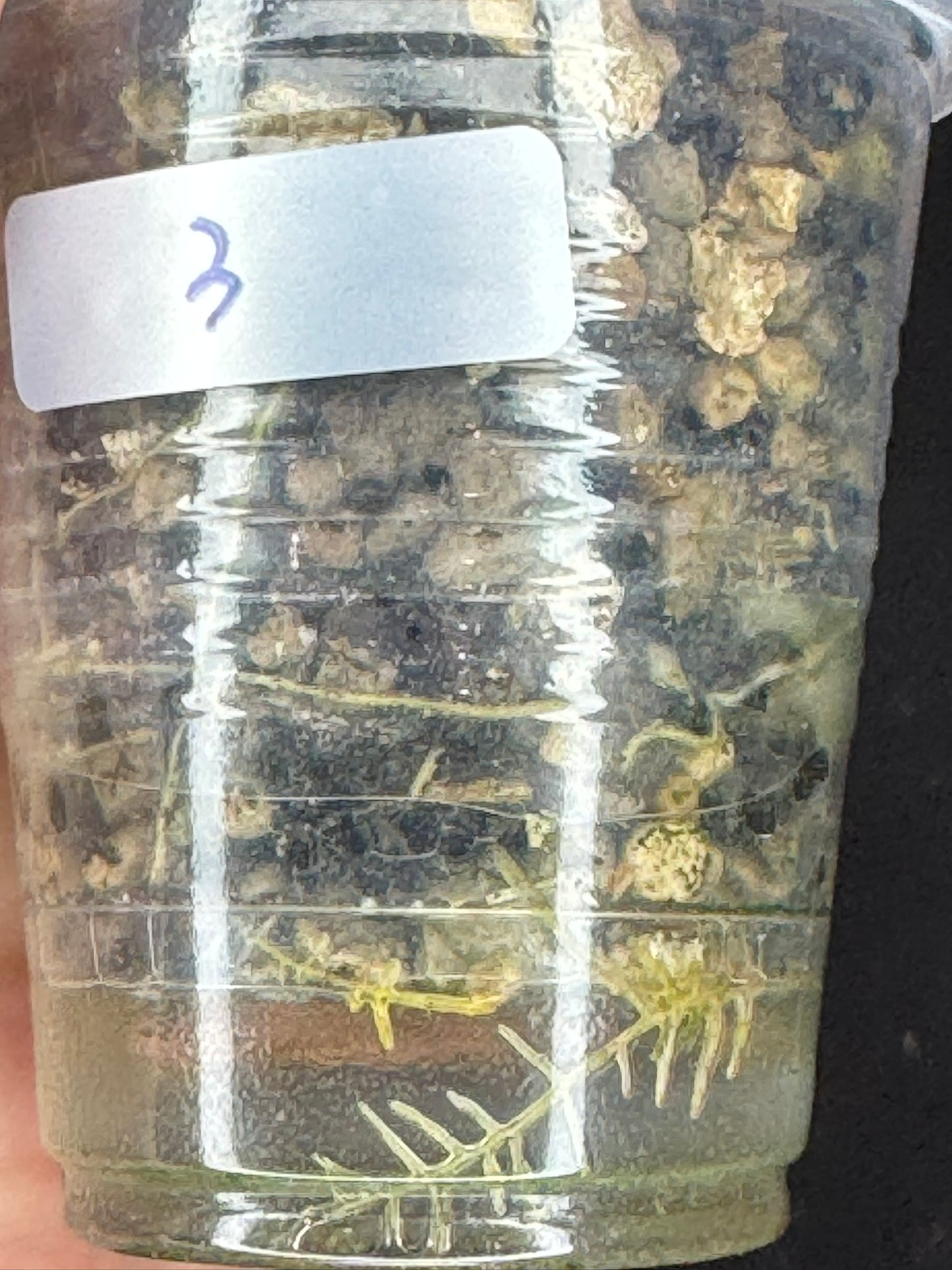 UNICORN🦄! Hoya elliptica variegated (#3), attracting variegation, super rare (Upgrade Shipping is required)