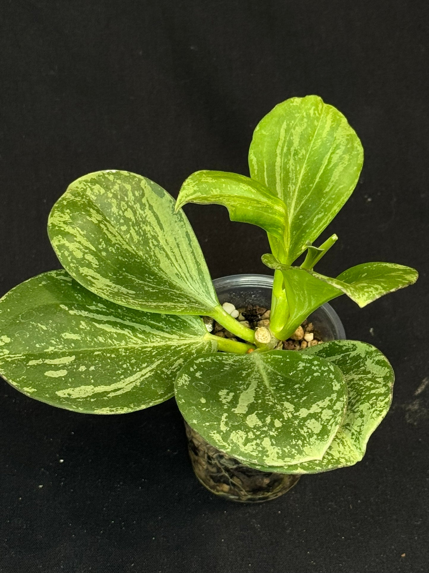 UNICORN🦄! Hoya pachyclada splash, established splashy plant with multiple leaves, rare