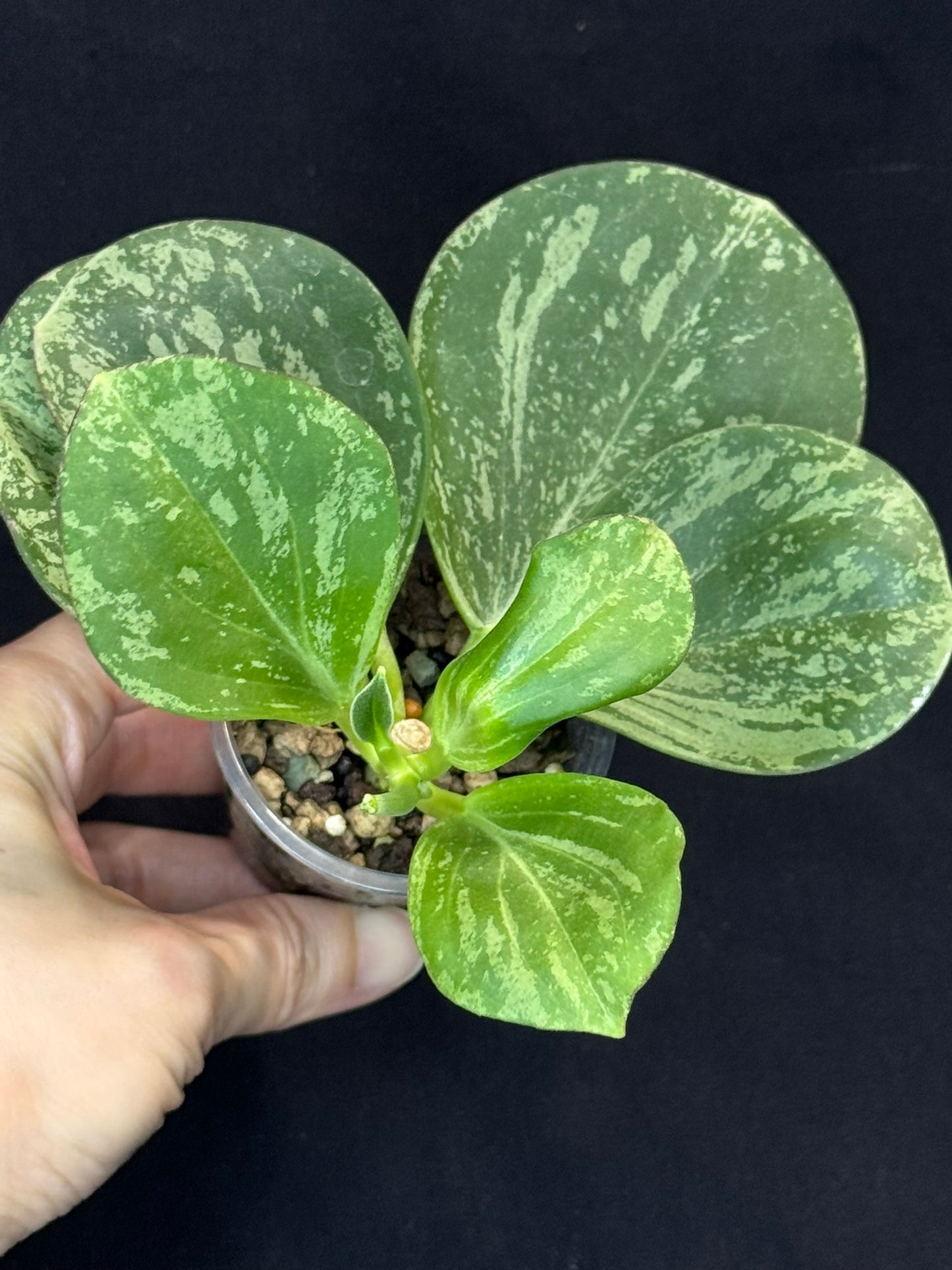 UNICORN🦄! Hoya pachyclada splash, established splashy plant with multiple leaves, rare