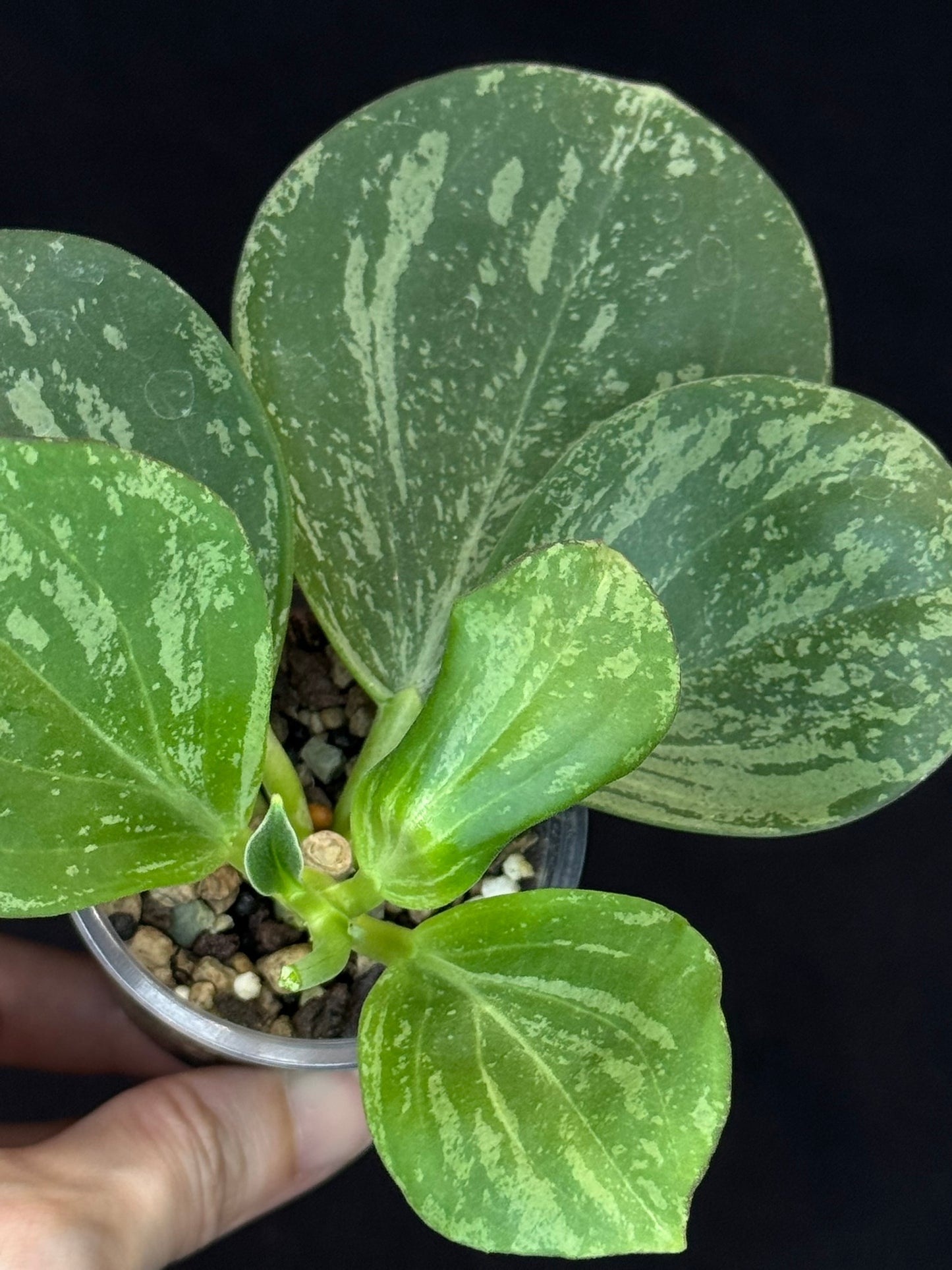 UNICORN🦄! Hoya pachyclada splash, established splashy plant with multiple leaves, rare