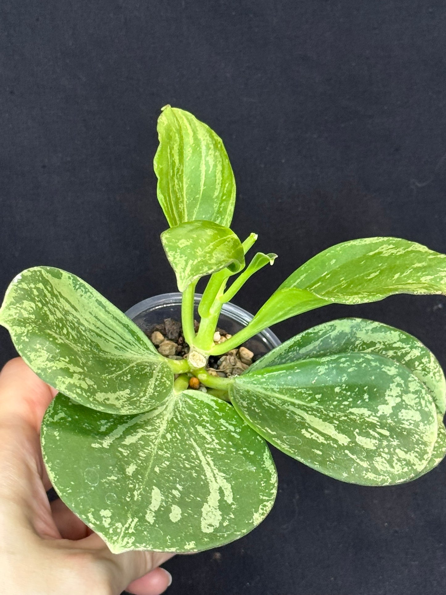 UNICORN🦄! Hoya pachyclada splash, established splashy plant with multiple leaves, rare