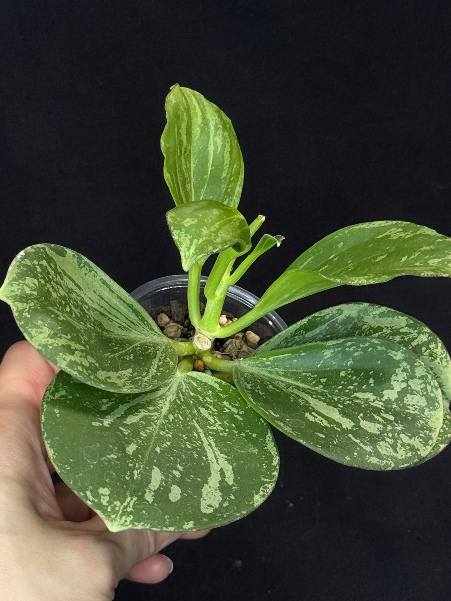 UNICORN🦄! Hoya pachyclada splash, established splashy plant with multiple leaves, rare