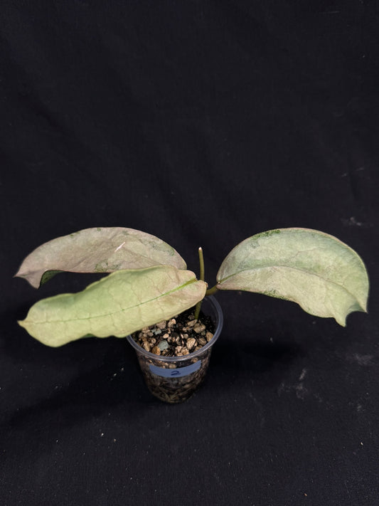 UNICORN🦄! Hoya Mitrata pearl gold (#2), rare, rooted with growth point