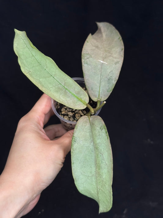 UNICORN🦄! Hoya Mitrata pearl gold (#2), rare, rooted with growth point