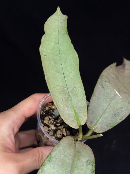 UNICORN🦄! Hoya Mitrata pearl gold (#2), rare, rooted with growth point